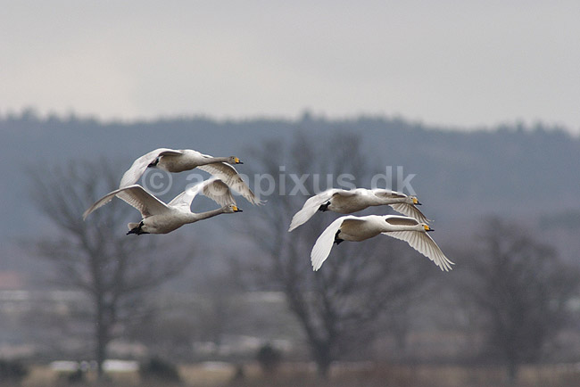 Sangsvane. Sangsvaner flyver over engen ved Hornborgasj�n; Cygnus cygnus; Hornborgasj�n; Sverige; ; fugle; Egentlige andefugle, Anatidae, Anseriformes, svaner, flyvning, fugleflugt