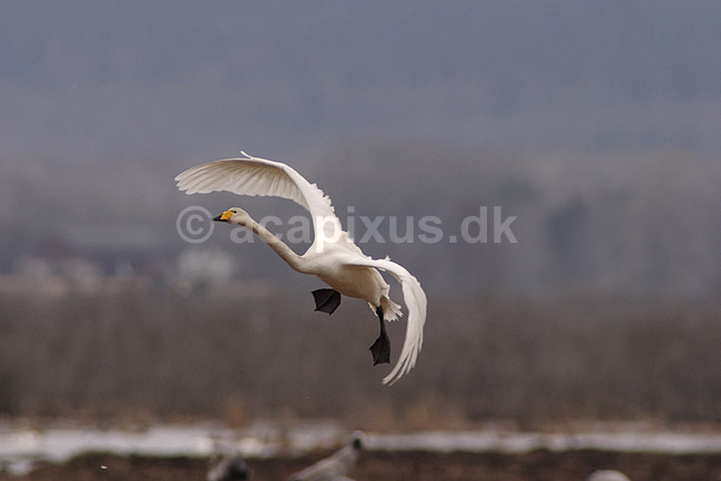 Sangsvane. Sangsvane l�gger an til landning p� engen ved Hornborgasj�n; Cygnus cygnus; Hornborgasj�n; Sverige; ; fugle; Egentlige andefugle, Anatidae, Anseriformes, svaner, flyvning, fugleflugt