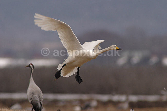 Sangsvane. Sangsvane l�gger an til landning p� engen ved Hornborgasj�n; Cygnus cygnus; Hornborgasj�n; Sverige; ; fugle; Egentlige andefugle, Anatidae, Anseriformes, svaner, flyvning, fugleflugt