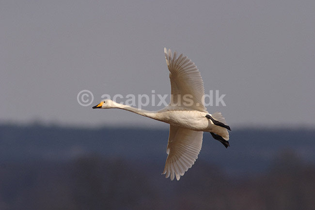 Sangsvane. Sangsvane flyver over engen ved Hornborgasj�n; Cygnus cygnus; Hornborgasj�n; Sverige; ; fugle; Egentlige andefugle, Anatidae, Anseriformes, svaner, flyvning, fugleflugt