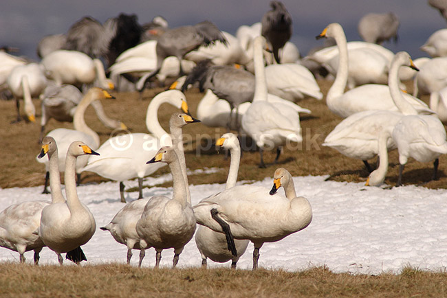 Sangsvane. Sangsvaner p� engen ved Hornborgasj�n; Cygnus cygnus; Hornborgasj�n; Sverige; ; fugle; Egentlige andefugle, Anatidae, Anseriformes, svaner