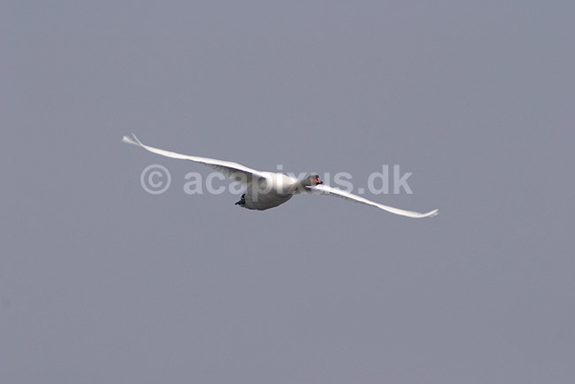 Knopsvane. Knopsvane flyver over Utterslev Mose; Cygnus olor; Utterslev Mose; ; ; fugle; Egentlige andefugle, Anatidae, Anseriformes, svaner, flyvning, fugleflugt