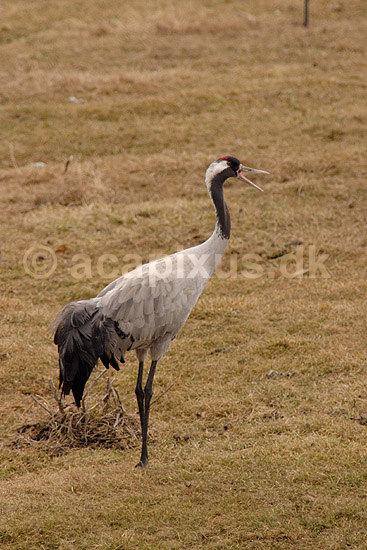 Trane. Traner raster p� dansepladsen ved Hornborgasj�n; Grus grus; Hornborgasj�n; Sverige; ; fugle; Tranefugle, Gruiformes, Gruidae, trana, crane