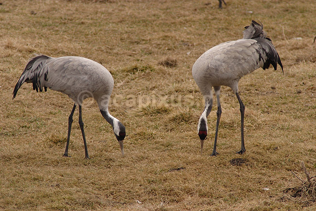 Trane. Traner raster p� dansepladsen ved Hornborgasj�n; Grus grus; Hornborgasj�n; Sverige; ; fugle; Tranefugle, Gruiformes, Gruidae, trana, crane