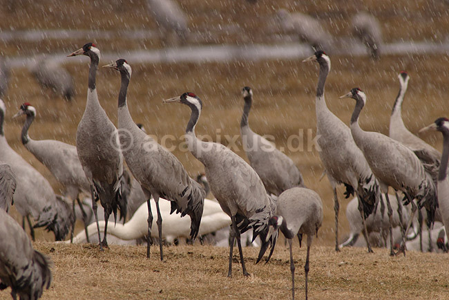 Trane. Traner raster p� dansepladsen ved Hornborgasj�n; Grus grus; Hornborgasj�n; Sverige; ; fugle; Tranefugle, Gruiformes, Gruidae, trana, crane