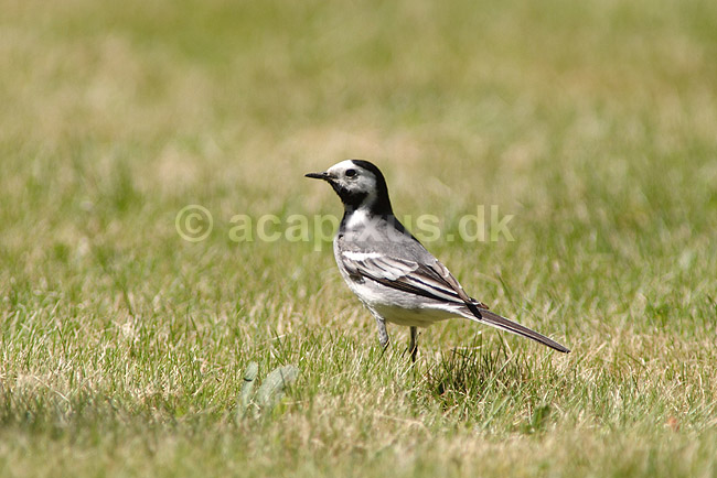 Hvid vipstjert; Motacilla alba; H�kens�s; Sverige; ; fugle; Vipstjerter, Motacillidae, S�des�rla, Linerle, White Wagtail 