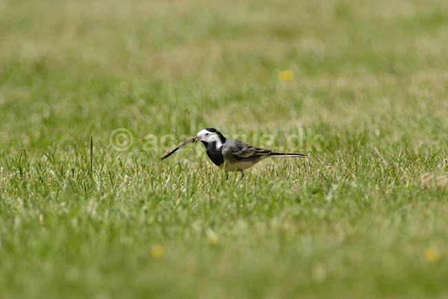Hvid vipstjert. Hvid vipstjert har fanget en guldsmed; Motacilla alba; H�kens�s; Sverige; ; fugle; Vipstjerter, Motacillidae, S�des�rla, Linerle, White Wagtail 