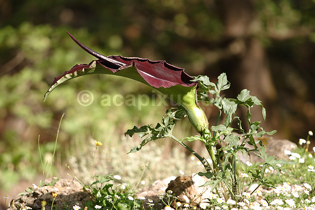 Drage arum. Drage arum p� Kreta; Dracunculus vulgaris; Kreta; Gr�kenland; Europa; planter; Arum-familien, Araceae, Arales, Monocotyledoneae, Dragon Arum, Drakondia, Dragon Flower, blomster