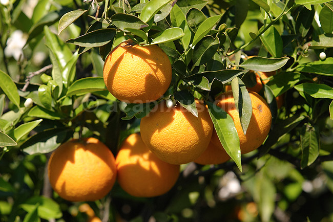 Appelsintr�. Appelsiner p� appelsintr� p� Kreta; Citrus sinensis ; Kreta; Gr�kenland; Europa; planter; Rutaceae, Rude-ordenen, Rutales, frugttr�, frugttr�er, frugt, frugter, citrusfrugt, citrusfrugter, appelsin, plantage