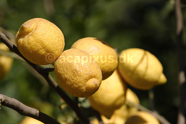 Citrontr�. Cironer p� cirontr� p� Kreta; Citrus medica; Kreta; Gr�kenland; Europa; planter; Rutaceae, Rude-ordenen, Rutales, frugttr�, frugttr�er, frugt, frugter, citrusfrugt, citrusfrugter, plantage, citron, citrontr�er