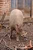 Hjortesvin. Orne-faderen til sensations krydsningen mellem hjortesvin og tamsvin Babyrousa babyrussa Zoologisk Have / K�benhavn Danmark  pattedyr Svin, Suidae, Parrett�ede hovdyr, Artiodactyla, gris, grisse, grislinger, gris, grisse, pattegris, pattegrise, krydsning, krydsninger, hybrider, hybridisering, avl, svineavl, genetik, genetisk, nedarvning, sensation, arter, arvelighed, arvelighedsl�re, sensation, sensationer