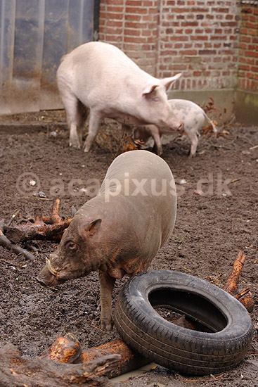 Svine-hybrider. Orne-faderen og tam-soen til sensations krydsningen mellem hjortesvin og tamsvin; Babyrousa babyrussa X Sus domestica; Zoologisk Have / K�benhavn; Danmark; ; pattedyr; Svin, Suidae, Parrett�ede hovdyr, Artiodactyla, gris, grisse, grislinger, gris, grisse, pattegris, pattegrise, krydsning, krydsninger, hybrider, hybridisering, avl, svineavl, genetik, genetisk, nedarvning, sensation, arter, arvelighed, arvelighedsl�re, sensation, sensationer