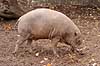 Hjortesvin. Orne-faderen til sensations krydsningen mellem hjortesvin og tamsvin Babyrousa babyrussa Zoologisk Have / K�benhavn Danmark  pattedyr Svin, Suidae, Parrett�ede hovdyr, Artiodactyla, gris, grisse, grislinger, gris, grisse, pattegris, pattegrise, krydsning, krydsninger, hybrider, hybridisering, avl, svineavl, genetik, genetisk, nedarvning, sensation, arter, arvelighed, arvelighedsl�re, sensation, sensationer