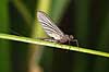 D�gnflue Ephemeroptera H�kens�s Sverige  insekter fluefiskeri, D�gnfluer, vandkvalitet