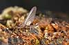 D�gnflue Ephemeroptera H�kens�s Sverige  insekter fluefiskeri, D�gnfluer, vandkvalitet
