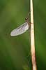 D�gnflue Ephemeroptera H�kens�s Sverige  insekter fluefiskeri, D�gnfluer, vandkvalitet