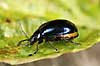 Ellebladbille. Elle bladbille Agelastica alni, Galeruca alni H�kens�s Sverige  insekter Bladbiller, Chrysomelidae, biller, Coleoptera