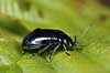 Ellebladbille. Elle bladbille Agelastica alni, Galeruca alni H�kens�s Sverige  insekter Bladbiller, Chrysomelidae, biller, Coleoptera