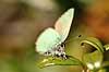 Bromb�rfugl. Bromb�rfugl, Gr�n busksommerfugl Callophrys rubi H�kens�sen Sverige  insekter Bl�fugle, Ildfugle, Lycaenidae, sommerfugle