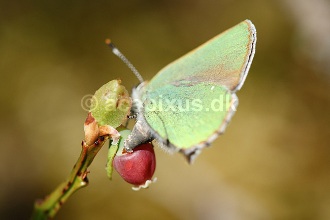 Bromb�rfugl. Bromb�rfugl, Gr�n busksommerfugl l�gger �g; Callophrys rubi; H�kens�sen; Sverige; ; insekter; Bl�fugle, Ildfugle, Lycaenidae, sommerfugle