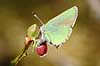 Bromb�rfugl. Bromb�rfugl, Gr�n busksommerfugl l�gger �g Callophrys rubi H�kens�sen Sverige  insekter Bl�fugle, Ildfugle, Lycaenidae, sommerfugle