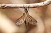 Rovflue. Rovfluer h�nger under gren under parring Asilidae H�kens�sen Sverige  insekter Rovfluer, Asilidae