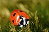 7-prikket marieh�ne. Syvprikket marieh�ne Coccinella 7-punctata, Coccinella septempunctata H�kens�sen Sverige  insekter Marieh�ns, Cocconilidae, biller, Coleoptera