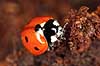 7-prikket marieh�ne. Syvprikket marieh�ne Coccinella 7-punctata, Coccinella septempunctata H�kens�sen Sverige  insekter Marieh�ns, Cocconilidae, biller, Coleoptera