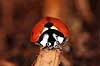 7-prikket marieh�ne. Syvprikket marieh�ne Coccinella 7-punctata, Coccinella septempunctata H�kens�sen Sverige  insekter Marieh�ns, Cocconilidae, biller, Coleoptera