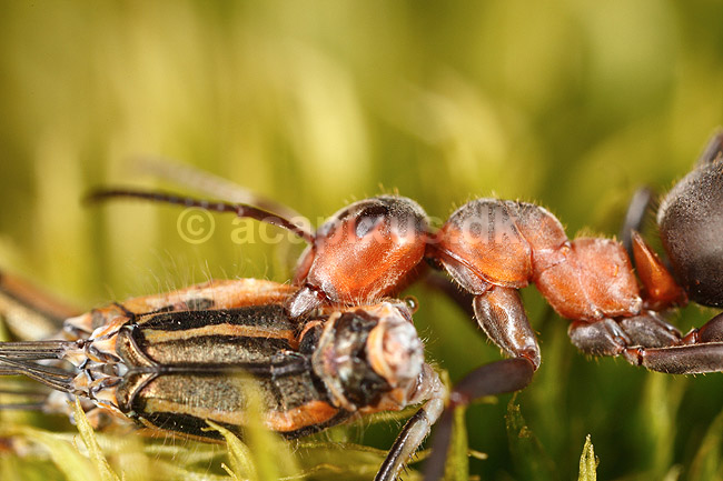 R�d Skovmyrer. R�d skovmyre sl�ber vandnymfe krop til boet; Formica rufa; H�kens�sen; Sverige; ; insekter; Homoptera, Formicidae, myrer, �revingede, Hymenoptera