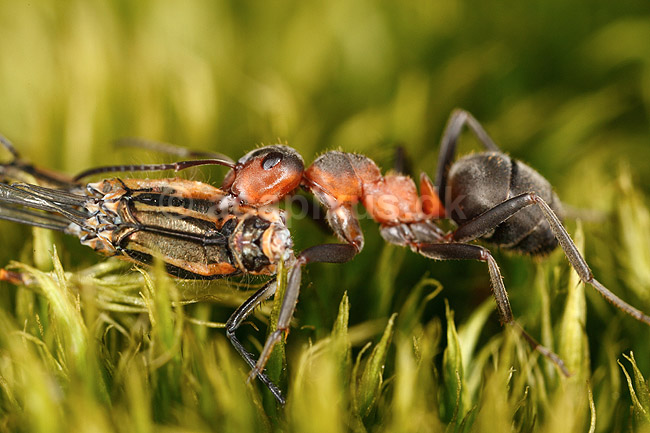 R�d Skovmyrer. R�d skovmyre sl�ber vandnymfe krop til boet; Formica rufa; H�kens�sen; Sverige; ; insekter; Homoptera, Formicidae, myrer, �revingede, Hymenoptera