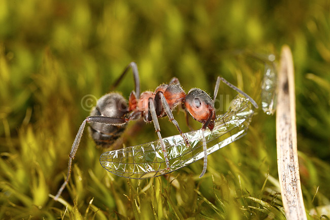 R�d Skovmyrer. R�d skovmyre sl�ber vandnymfe vinge til boet; Formica rufa; H�kens�sen; Sverige; ; insekter; Homoptera, Formicidae, myrer, �revingede, Hymenoptera