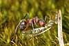 R�d Skovmyrer. R�d skovmyre sl�ber vandnymfe vinge til boet Formica rufa H�kens�sen Sverige  insekter Homoptera, Formicidae, myrer, �revingede, Hymenoptera