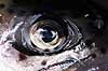 �rred�je. Close-up af �je - �rred Salmo sp. H�kens�s Sverige  fisk Lystfiskeri, madlavning, spisefisk, Salmonidae