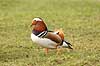 Mandarinand. Mandarin and Aix galericulata Nordjylland / Svenstup   fugle Egentlige andefugle, Anatidae, Anseriformes, Mandarin�nder, �nder