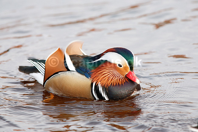 Mandarinand. Mandarin and; Aix galericulata; Nordjylland / Svenstup; ; ; fugle; Egentlige andefugle, Anatidae, Anseriformes, Mandarin�nder, �nder