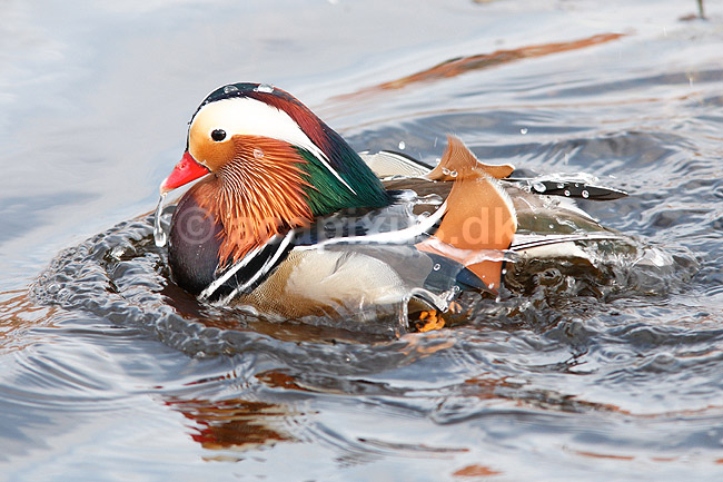 Mandarinand. Mandarin and; Aix galericulata; Nordjylland / Svenstup; ; ; fugle; Egentlige andefugle, Anatidae, Anseriformes, Mandarin�nder, �nder