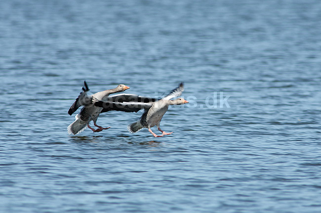 Gr�g�s. Gr�g�s parat til landing p� vandet; Anser anser; Utterslev Mose; ; ; fugle; Egentlige andefugle, Anatidae, Anseriformes, g�s, g�s, gr�g�s, flyvning, fugleflugt