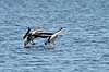 Gr�g�s. Gr�g�s parat til landing p� vandet Anser anser Utterslev Mose   fugle Egentlige andefugle, Anatidae, Anseriformes, g�s, g�s, gr�g�s, flyvning, fugleflugt
