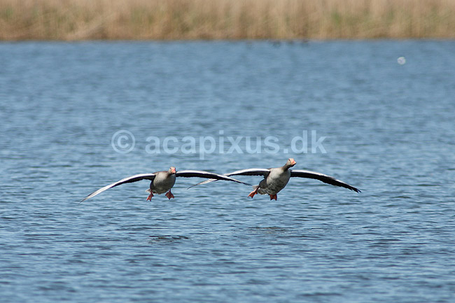 Gr�g�s. Gr�g�s parat til landing p� vandet; Anser anser; Utterslev Mose; ; ; fugle; Egentlige andefugle, Anatidae, Anseriformes, g�s, g�s, gr�g�s, flyvning, fugleflugt