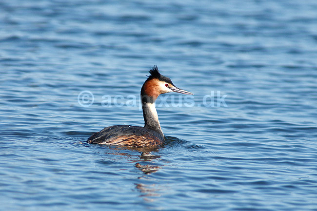 Toppet lappedykker; Podiceps cristatus; Utterslev Mose; ; ; fugle; Lappedykkere, Podicipedidae, Podicipediformes