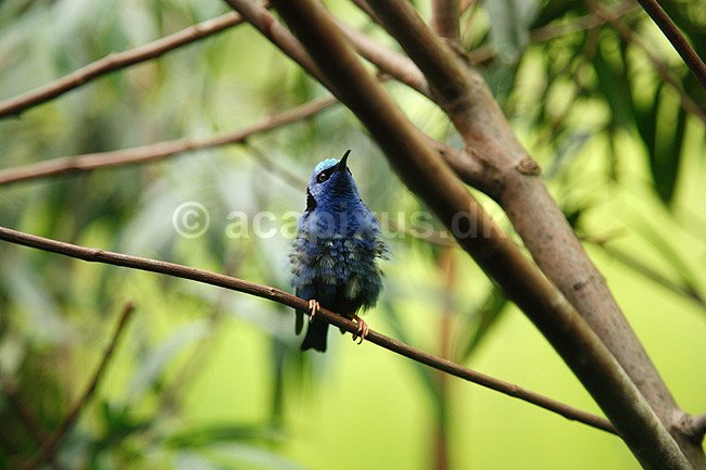 Turkisfugl. R�dbenet honningsuger, Turkisfugl, bl� honningsuger; Cyanerpes cyaneus; ; ; ; fugle; Tangarer, Thraupinae, Spurvefugle, Passeriformes