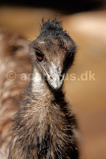 Emu; Dromaius novaehollandiae; Palmitos Park; ; ; fugle; Emuer, Dromaiidae