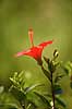 Hibiskus. Blomst af hibiscus med st�vdrager og st�vfang Hibiscus spec.    planter Katost-ordenen, Malvales, Katost-familien, Malvaceae, blomster