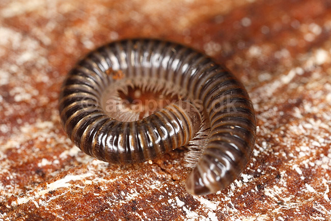 Tusindben. Tusindben sammenrullet p� tr�stub; Evt. Ommatoiulus sabulosus ; ; Sverige; ; spindlere; �gte tusindben, Diplopoda, Myriapoda, leddyr