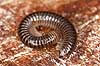 Tusindben. Tusindben sammenrullet p� tr�stub Evt. Ommatoiulus sabulosus   Sverige  spindlere �gte tusindben, Diplopoda, Myriapoda, leddyr