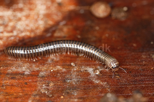 Tusindben. Tusindben p� tr�stub; Evt. Ommatoiulus sabulosus ; ; Sverige; ; spindlere; �gte tusindben, Diplopoda, Myriapoda, leddyr