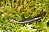 Tusindben. Tusindben p� mospude Evt. Ommatoiulus sabulosus   Sverige  spindlere �gte tusindben, Diplopoda, Myriapoda, leddyr