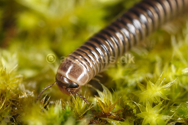 Tusindben. Tusindben p� mospude; Evt. Ommatoiulus sabulosus ; ; Sverige; ; spindlere; �gte tusindben, Diplopoda, Myriapoda, leddyr