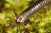 Tusindben. Tusindben p� mospude Evt. Ommatoiulus sabulosus   Sverige  spindlere �gte tusindben, Diplopoda, Myriapoda, leddyr